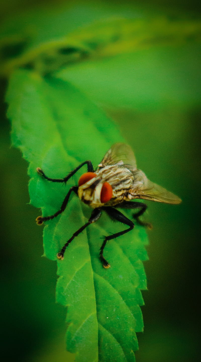 Nature , green, housefly, insects, plant, tree, HD phone wallpaper