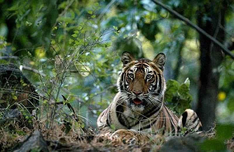 TIGER AT REST, rest, tiger, woods, HD wallpaper
