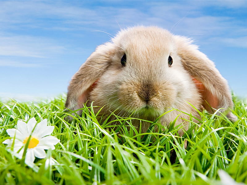 Rabbit, rabit, grass, flower, bunny, easter, sweet, HD wallpaper