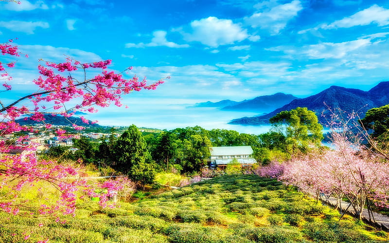 Taiwan, sakura, spring, cherry trees, R, HD wallpaper