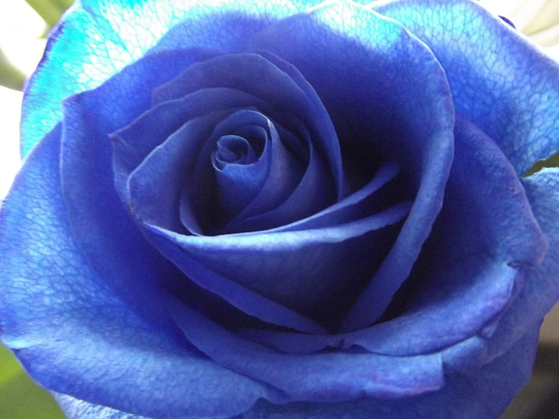 Beautiful blue rose, bonito, Rose, Soft, Petals, Delicate, HD wallpaper