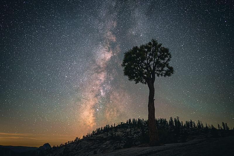 baobab, tree, starry sky, night, dark, HD wallpaper