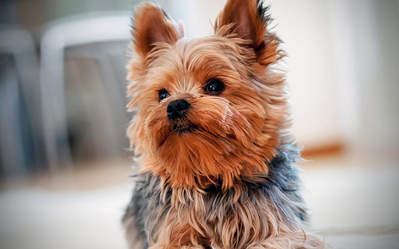 Yorkshire Terrier, close-up, cute dog, Yorkie, dogs, puppy, cute animals, pets, Yorkshire Terrier Dog, HD wallpaper