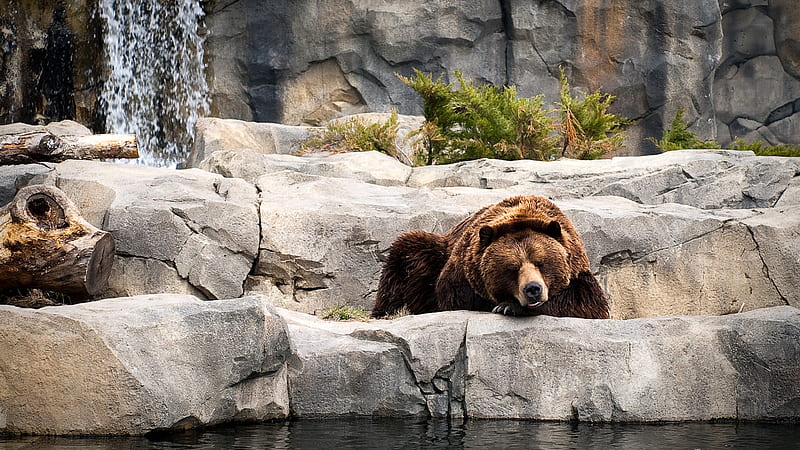 Bears Life, powerful, bear, bonito, stones, water, big, nature, bears, grizzly bear, grizzly, animals, hunter, HD wallpaper
