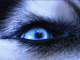 https://w0.peakpx.com/wallpaper/459/364/HD-wallpaper-husky-eye-siberian-husky-eye-dog-blue-husky-thumbnail.jpg