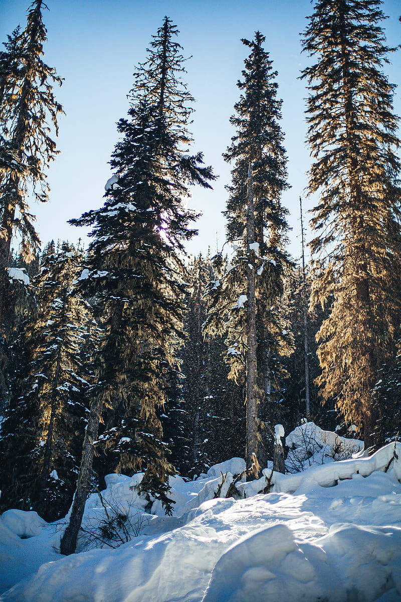 pines, trees, snow, forest, winter, HD phone wallpaper