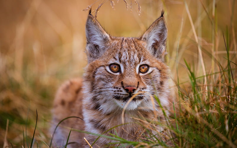 Lynx , lynx, animals, HD wallpaper
