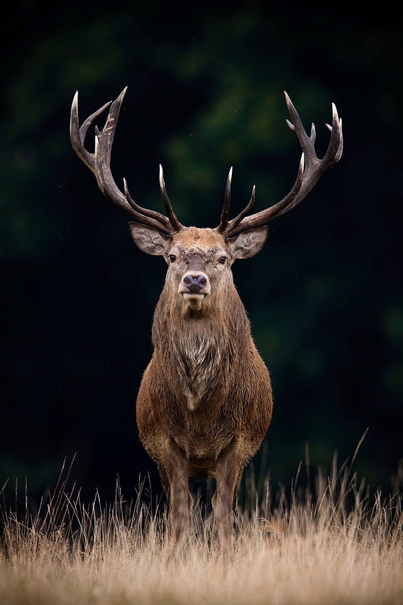 harg, buck, bucks, deer, hunting tail, tree, truck, trucks, white, HD phone wallpaper