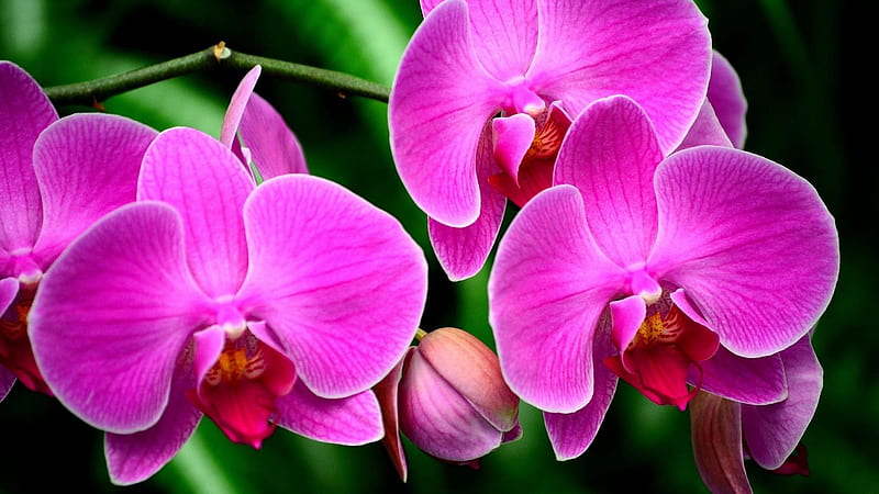 Pink Orchid Flowers Branch In Green Background Flowers, HD wallpaper