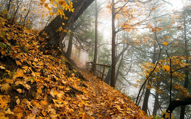 Narrow Path in the Fall Forest, forest, fall, autumn, path, nature, trees, foliage, leaf, HD wallpaper