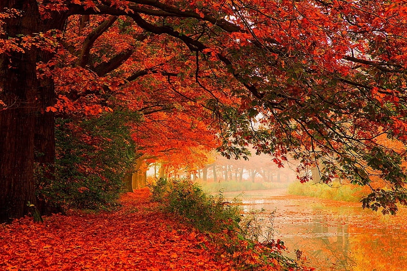 Autumn, forest, fall, woods, autumn leaves, lake, water, splendor ...