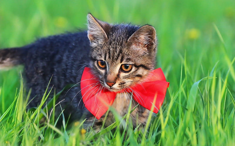 small gray kitten, red bow, American Bobtail, pets, cat in the grass, kittens, HD wallpaper