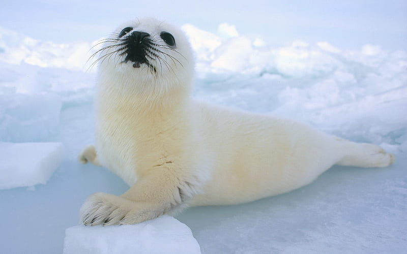The Harbor Seal, snow, fish, arctic animals, nature, seals, HD wallpaper