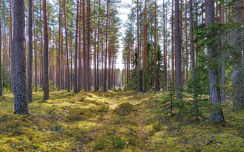 Forest in Latvia, Latvia, forest, nature, trees, moss, HD wallpaper ...