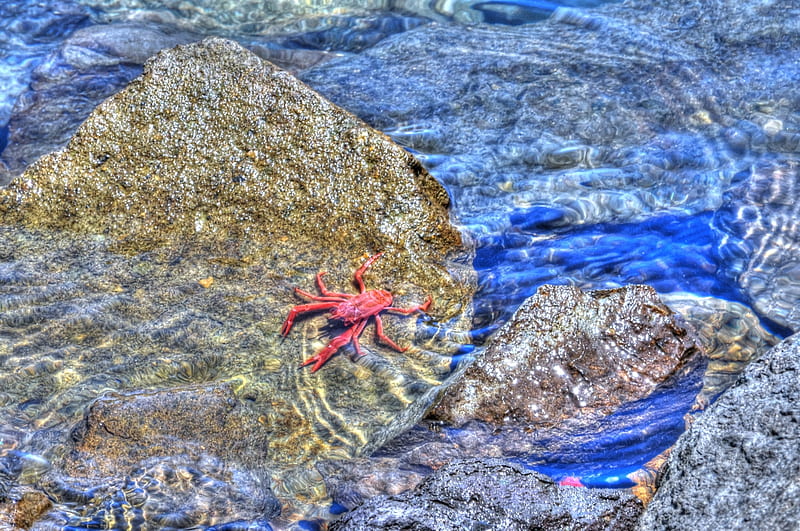 Red Crab in the Sea, Sea, Crabs, Oceans, Nature, HD wallpaper