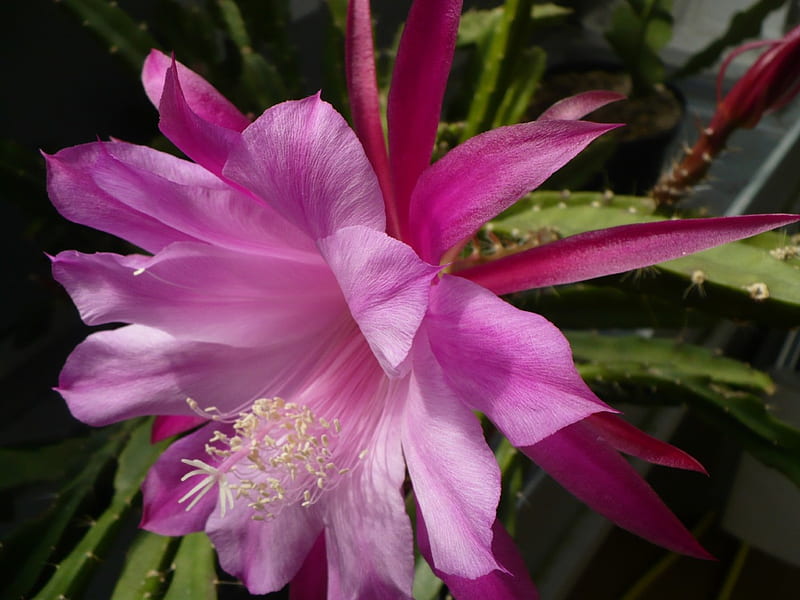 Flor de cactus rosa, flor, bonito, flor de cactus, cactus, flor grande,  rosa, Fondo de pantalla HD | Peakpx