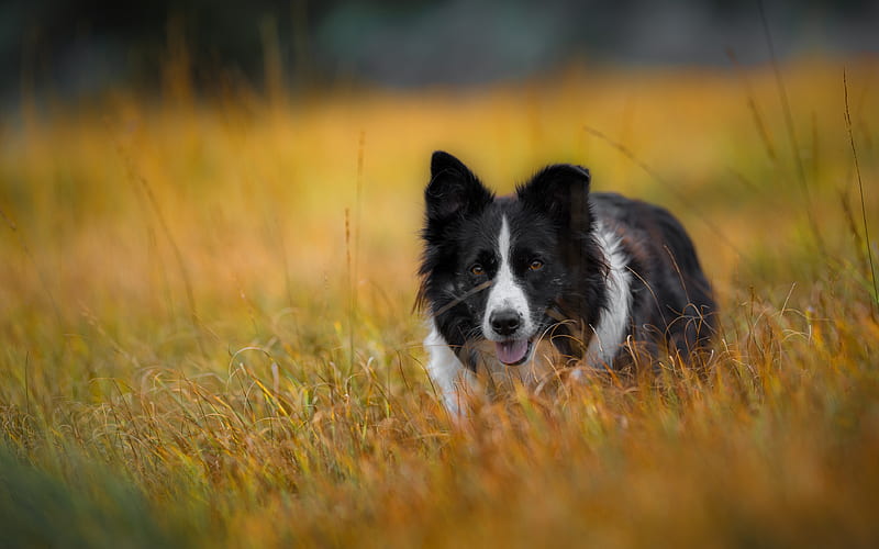 Border Collie, pets, lawn, cute animals, dogs, Border Collie Dog, HD wallpaper
