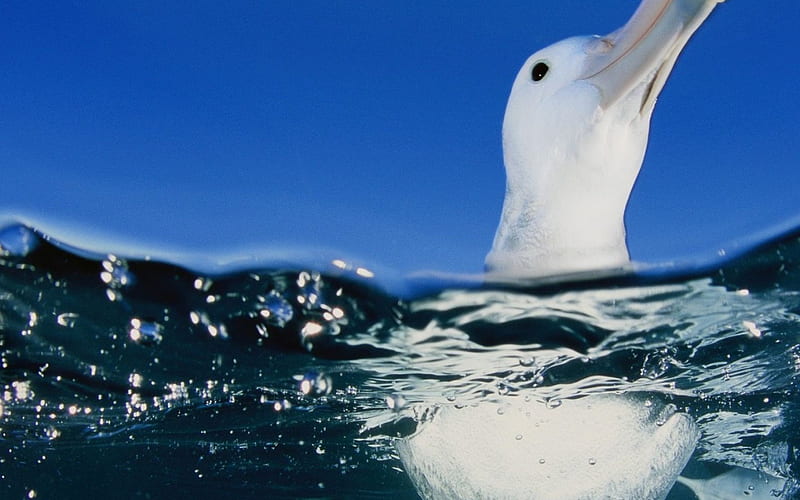 *** Albatross ***, water, white, albatros, blue, HD wallpaper