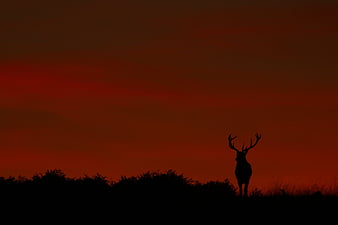 Deer Sunset Minimalist HD 4K Wallpaper #8.1373