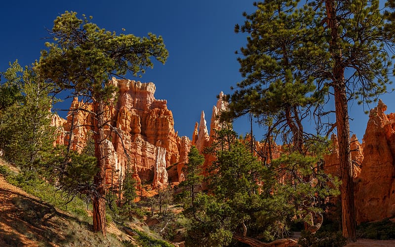 Nature, Tree, , Utah, National Park, Bryce Canyon National Park, HD wallpaper