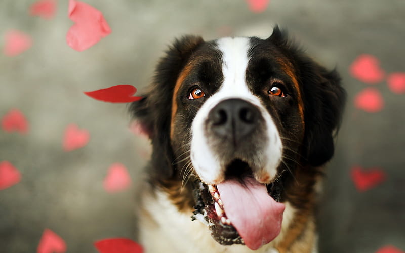 Saint Bernard Dog, muzzle, pets, close-up, dogs, cute animals, Saint Bernard, HD wallpaper