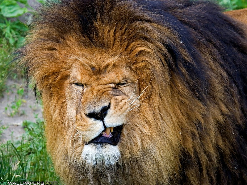 Bite me!!!!, king, male, mouth, lion, animal, HD wallpaper