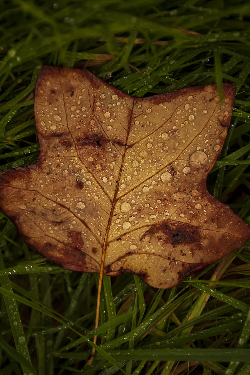 fallen leaf, grass, drops, macro, HD phone wallpaper