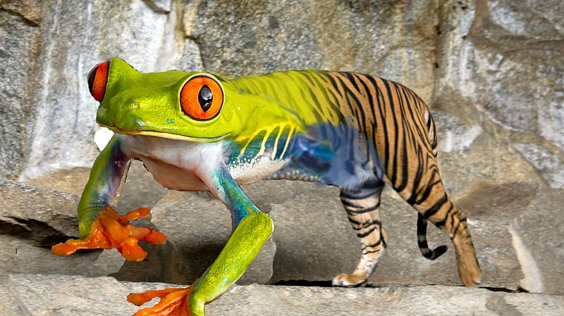 The FrogTiger, frog, fantasy, green, hybrid, orange, tiger, funny, creative, HD wallpaper