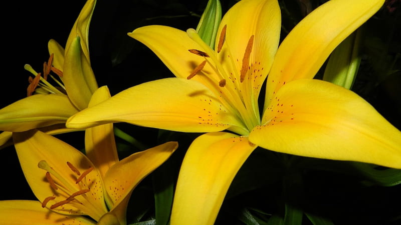 A yellow lilies, flower, yellow, lilies, pretty, HD wallpaper