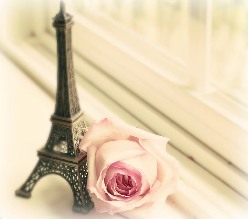 still life, souvenir, rose, trophy, paris, bonito, graphy, nice, gentle, love, ayfilova tower, pink, harmony romance, elegantly, cool, france, flower, HD wallpaper