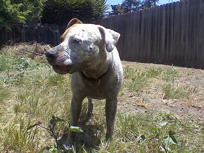 Dirty Kolohe dog, pitbull, kolohe, dogs, animal, HD wallpaper