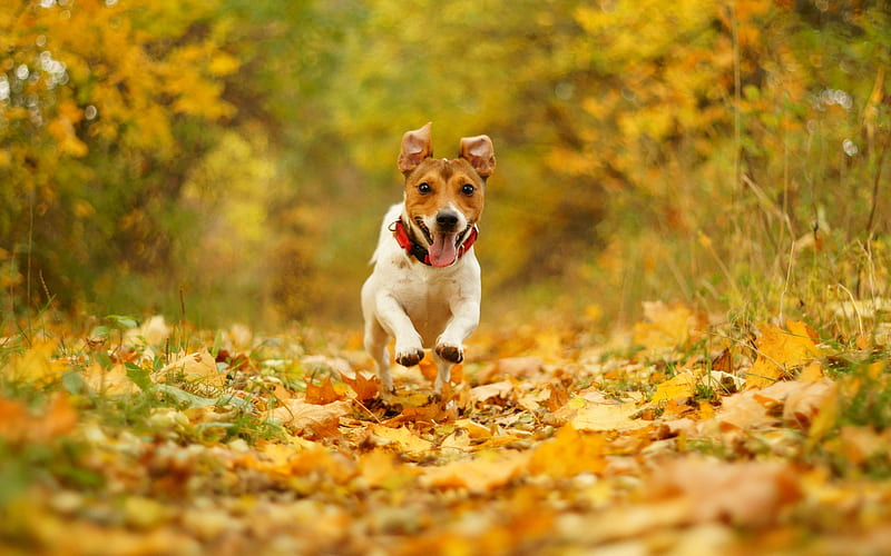 Jack Russell Terrier, autumn, pets, dogs, running dog, cute animals, Jack Russell Terrier Dog, HD wallpaper