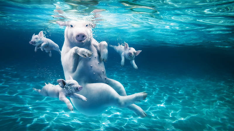 D, underwater, pig, ocean, creative, diving, sea, animal, fantasy, vara,  water, HD wallpaper | Peakpx