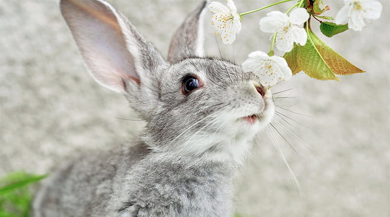 Grey rabbit, ears, gris, flowers, rabbit, HD wallpaper