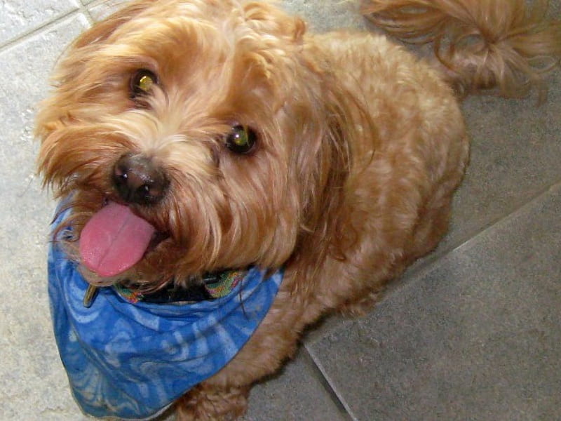 Like my bandana?, blue bandana, shitzu cross poodle, dog, HD wallpaper
