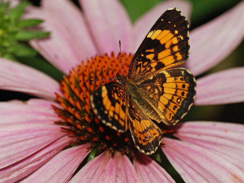 Silvery checkerspot butterfly, flower, winged, big, pink, HD wallpaper