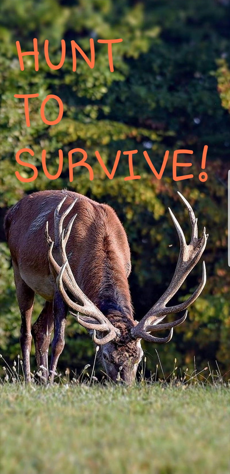 HUNT TO SURVIVE 2, hunting, mottos, sayings, HD phone wallpaper | Peakpx