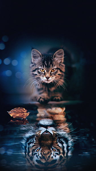 Cat reflection, animal, art, cute, tiger, HD mobile wallpaper