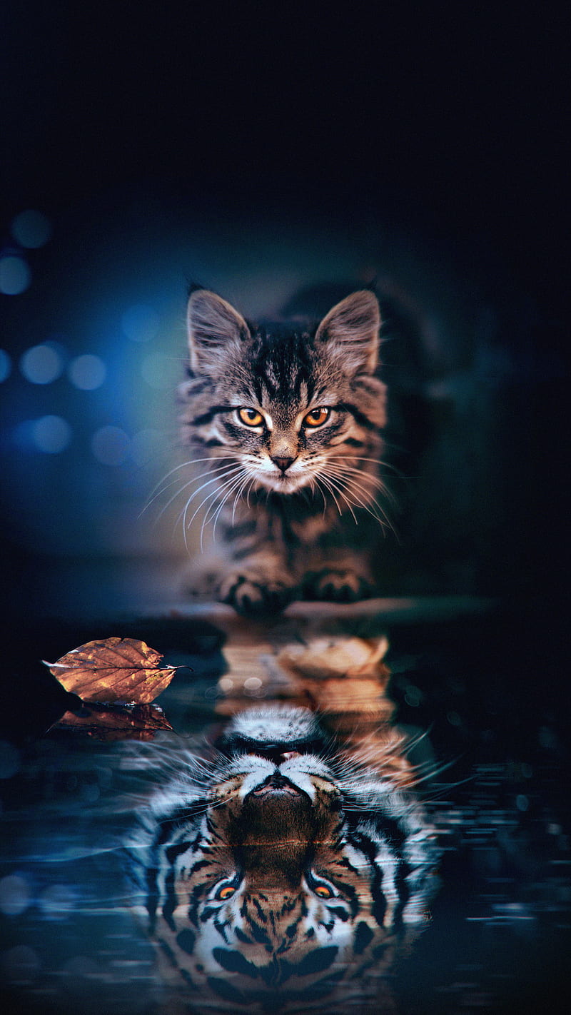 Cat reflection, animal, art, cute, tiger, HD phone wallpaper