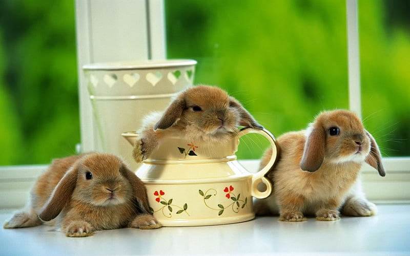 Cute Bunnies, Cute, Bunnies, Brown, Animals, HD wallpaper