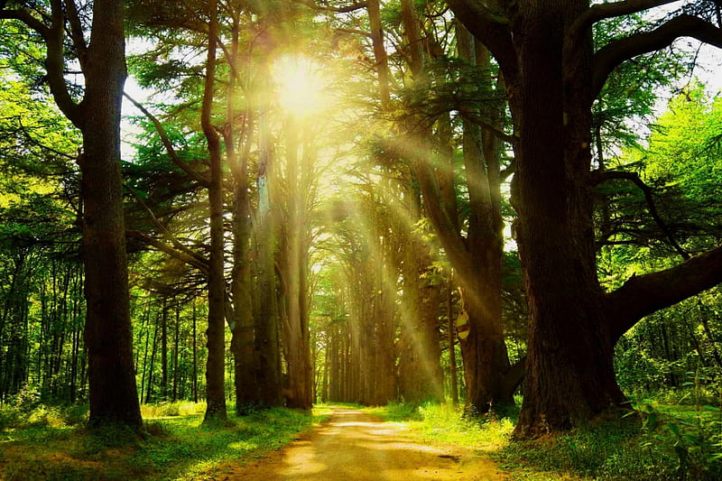 Sunny path in forest, forest, glow, sun, sunlight, bonito, trees, rays, path, sunshine, morning, HD wallpaper