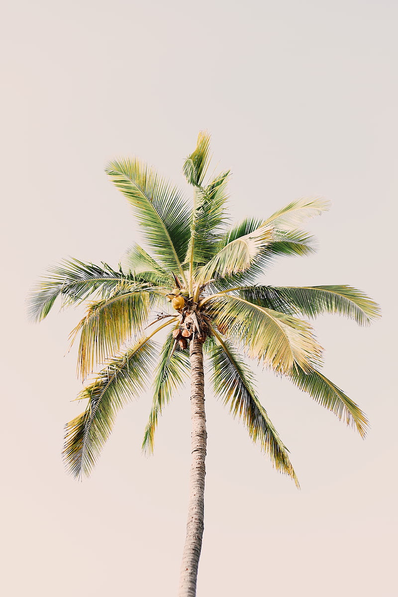 Green coconut tree at daytime, HD phone wallpaper | Peakpx