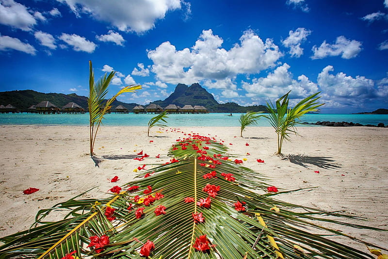 Bora Bora Island Beach Wedding, polynesia, palm, sea, beach, ceremony, lagoon, bora bora, leaves, sand, luxury, blue, exotic, islands, ocean, pacific, escape, wedding, south, elope, paradise, island, tahiti, tropical, HD wallpaper