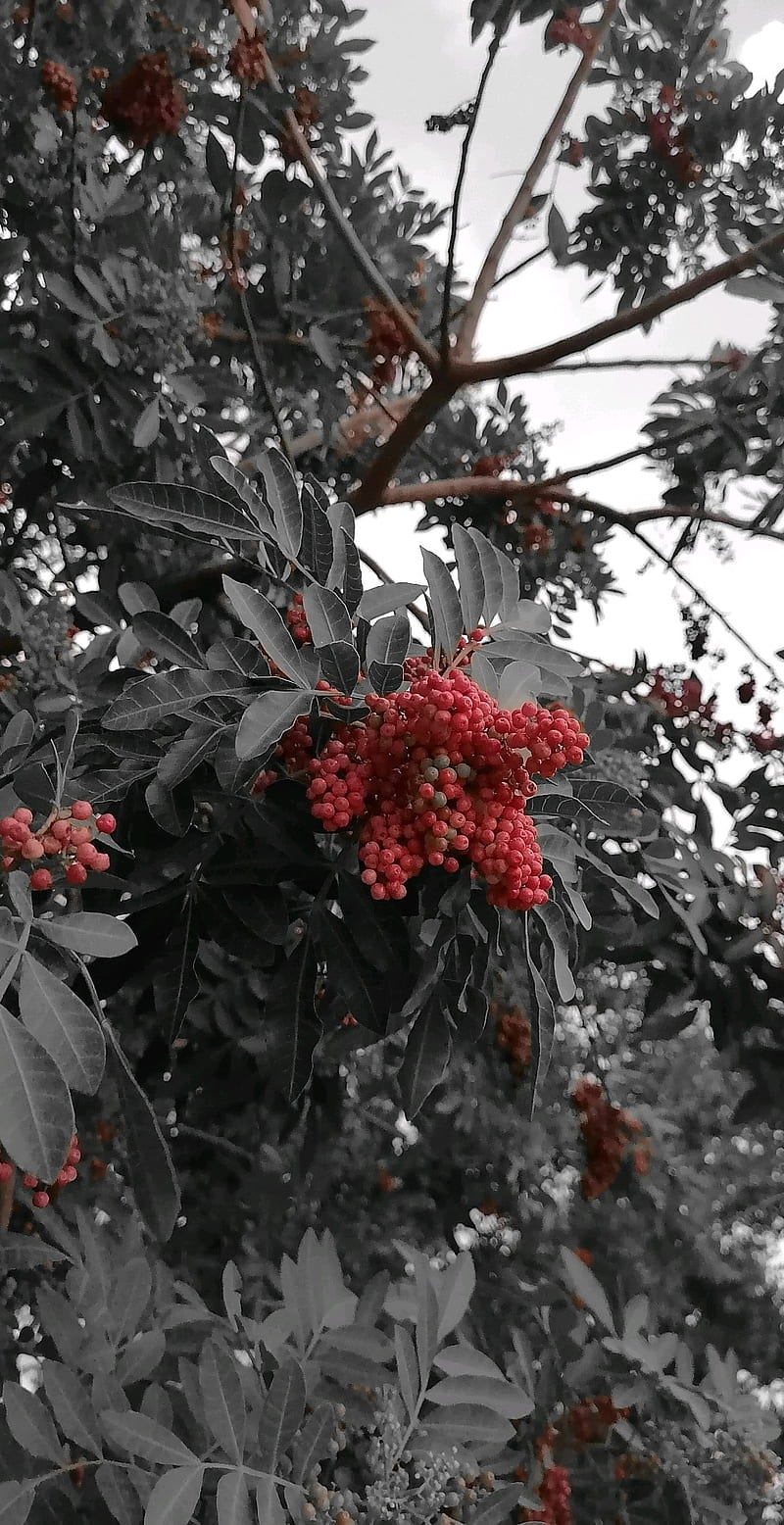 Cherry Maby, bonito, espiritual, fruit, fruits, nature, real, tree, HD phone wallpaper