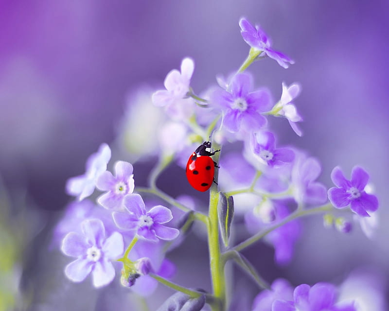 Lady Bug, flowers, red, Bug, purple, HD wallpaper