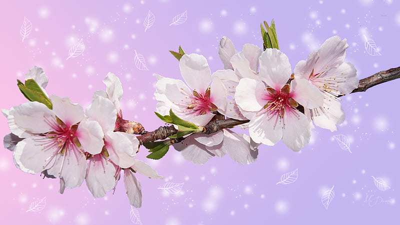 Sakura for Spring, sakura, spring, floral, cherry blossoms, bokeh, leaves, flowers, pink, plum blossoms, Firefox Persona theme, HD wallpaper