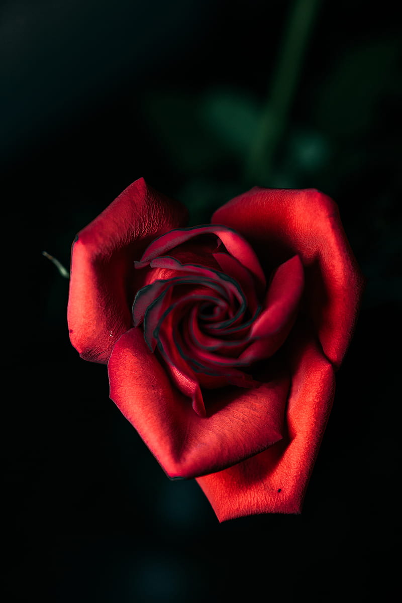 rose, red, bud, petals, closeup, HD phone wallpaper