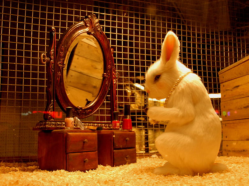 A night out for Bonnie, rabbit, necklace, drawer, polish, dresser, bunny, mirror, pearls, jewelr, HD wallpaper