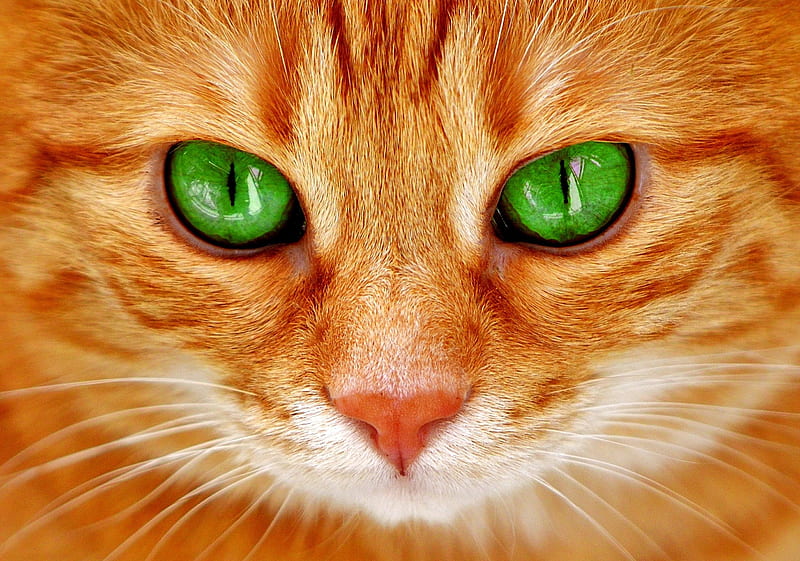 Kitten, green, orange, ginger, eye, face, pisici, cat, HD wallpaper
