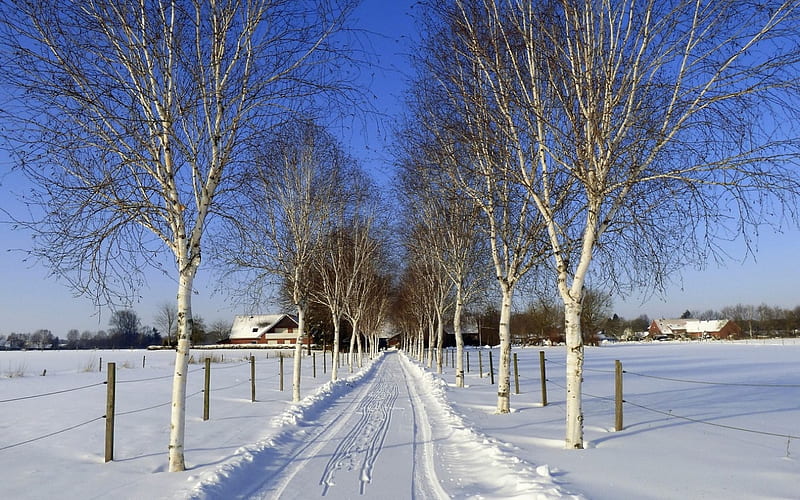 Birch Avenue in Winter, birches, path, snow, winter, avenue, HD wallpaper